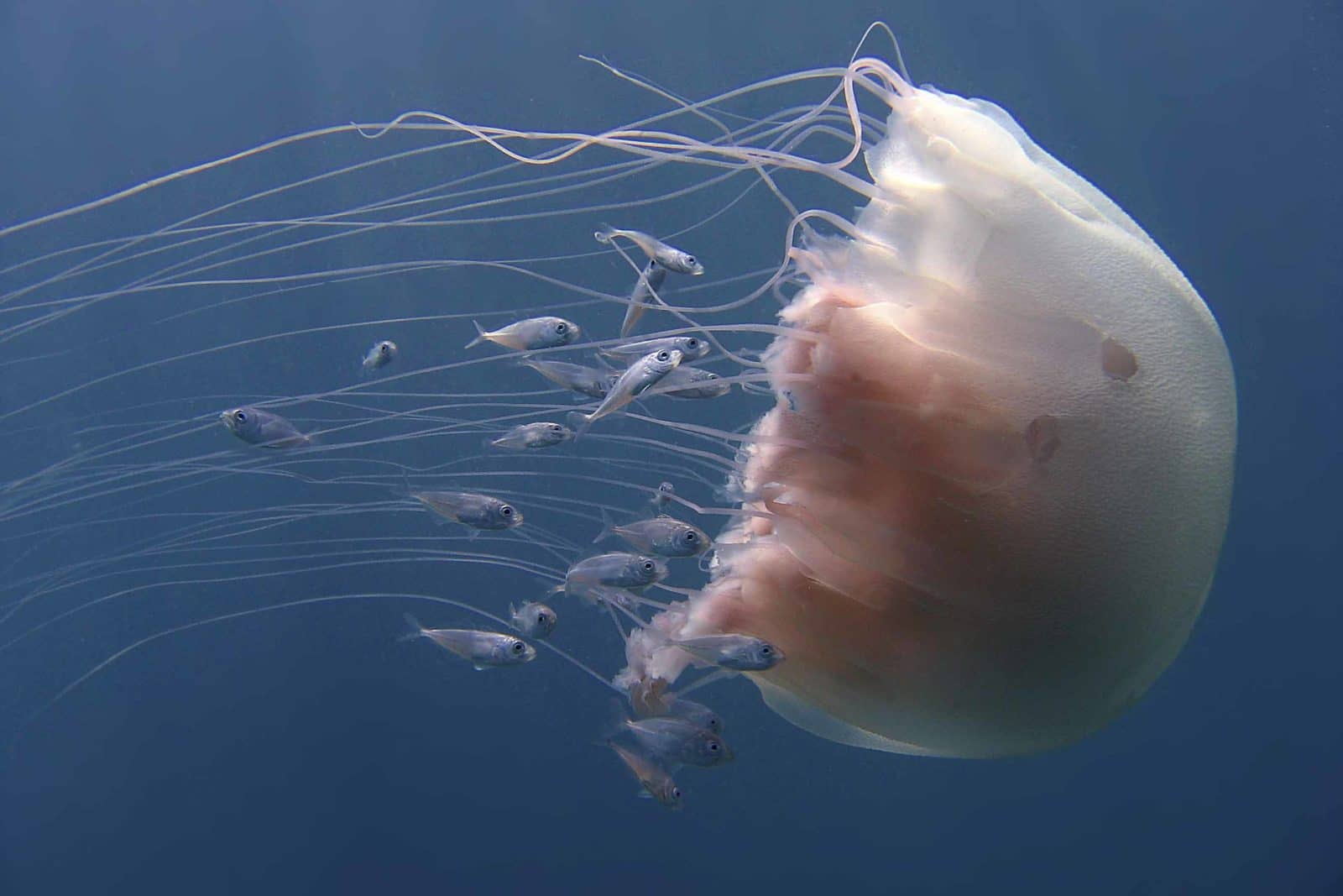 Prise de vue sous marine d'une méduse
