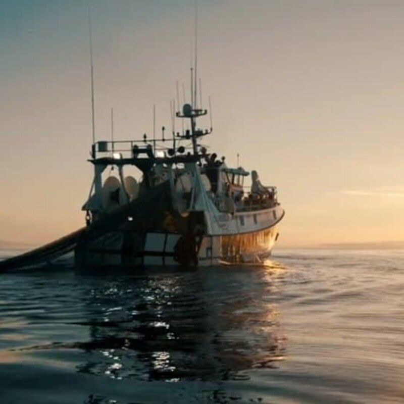 Dolphin Bycatch, Sea Shepherd