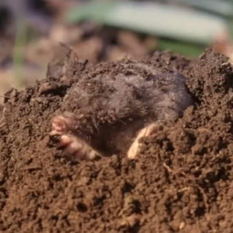 The Living Soil Conservatory