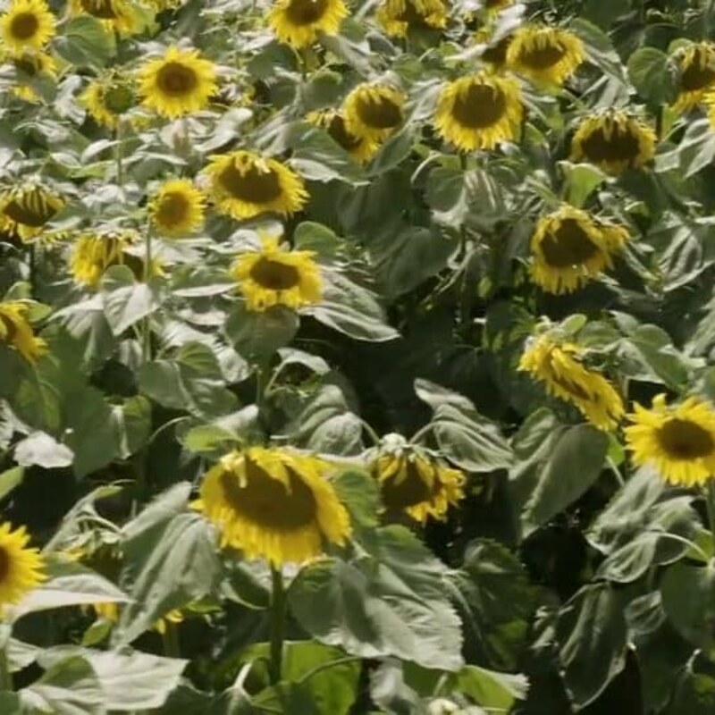 SCIC agricoles