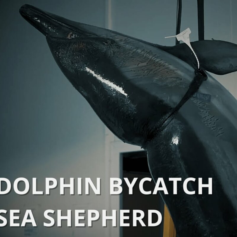 Dolphin Bycatch – Sea Shepherd